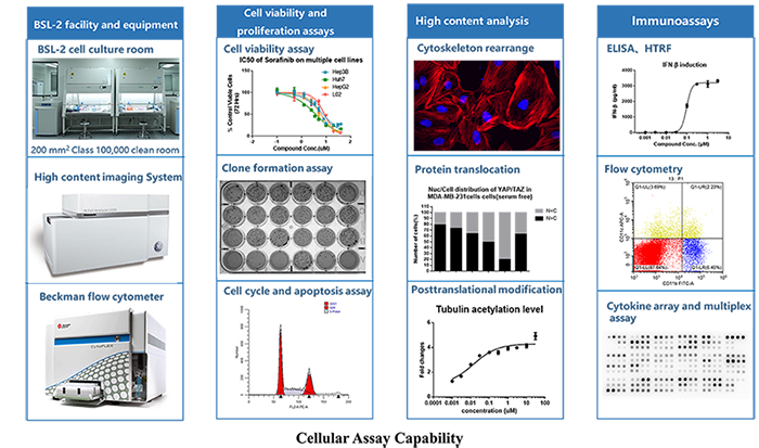 1.4.4-Cellular Assays-1.png